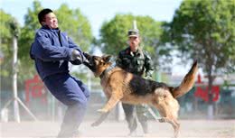 燃！来看警犬训练场上展神威