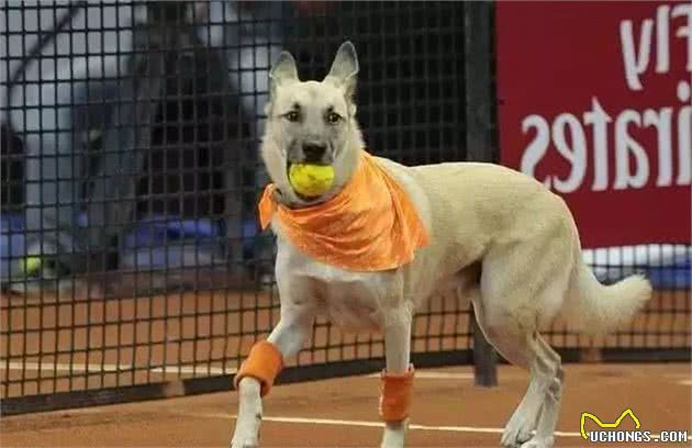 都是狗做对就奖励，我和专业训犬师有何不同？