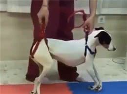 感动！主人带给瘫痪狗狗的奇迹：坚持治疗让它能奔跑