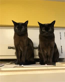 经常遇见的猫咪，总是忽胖忽瘦，他看到这一幕终于揭开疑惑