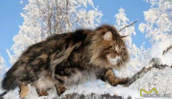 最常见的猫咪品种，你喜欢哪一个？