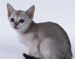 最常见的猫咪品种，你喜欢哪一个？