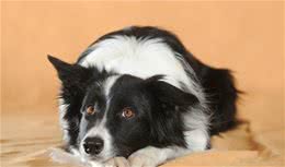 牧羊犬里的狗狗，都特别聪明颜值高，但最后的牧羊犬怎么长这样？