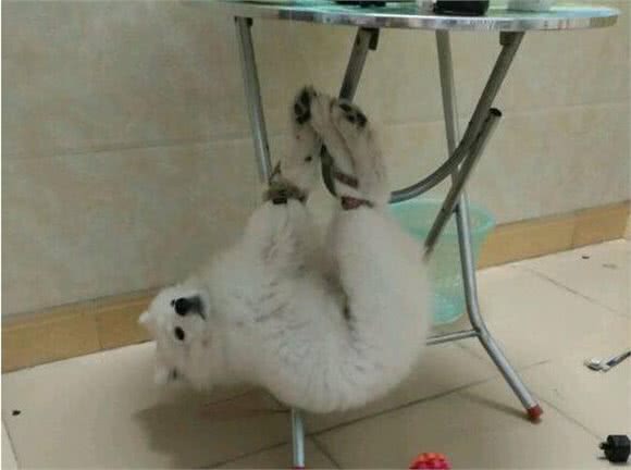 这5件事，对萨摩耶来说，如同上刑