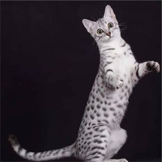 品种溯源识别系列之：埃及猫