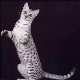 品种溯源识别系列之：埃及猫
