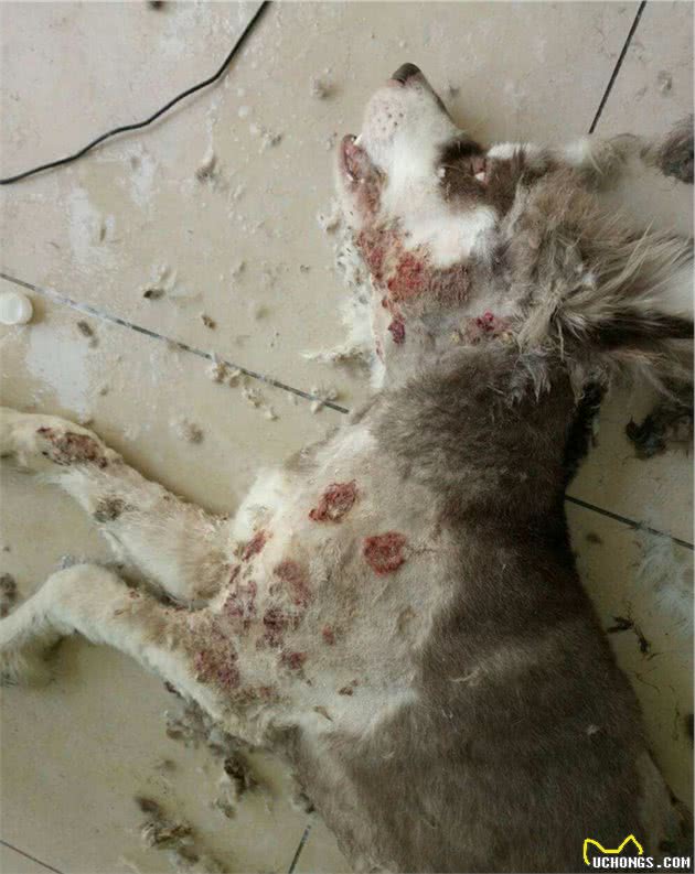 宠物猫狗皮肤病瘙痒寝食难安，主人难受着急，诊断准确才是关键！