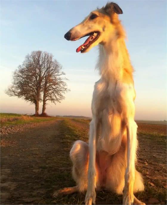 俄罗斯猎狼犬，世界名犬，内外特征