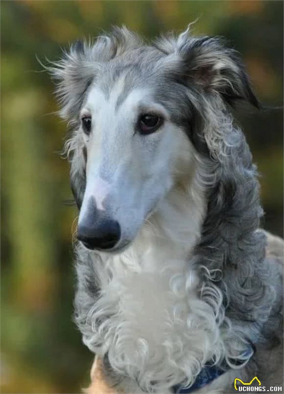 俄罗斯猎狼犬，世界名犬，内外特征