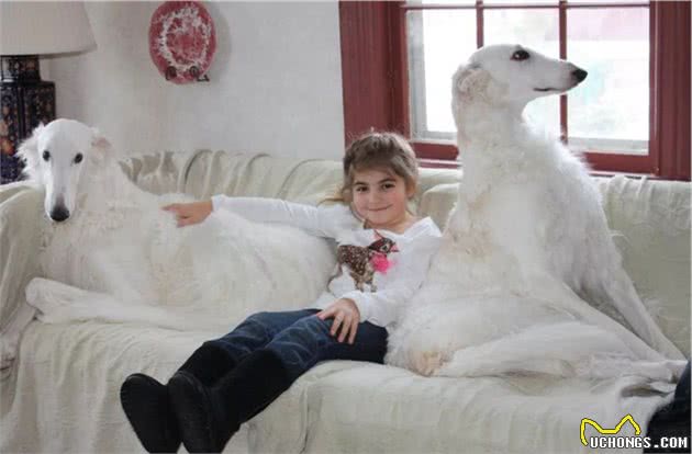 俄罗斯猎狼犬，世界名犬，内外特征