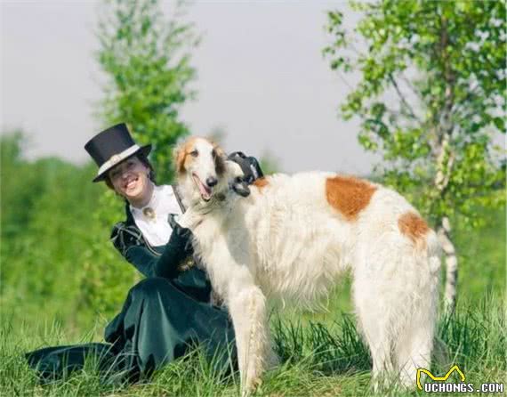 俄罗斯猎狼犬，世界名犬，内外特征