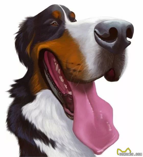 俄罗斯猎狼犬，世界名犬，内外特征