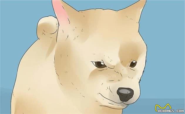 如何和狗狗做朋友