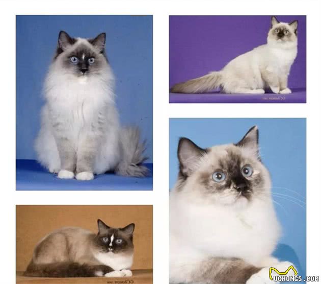仙女猫本猫之布偶猫起源