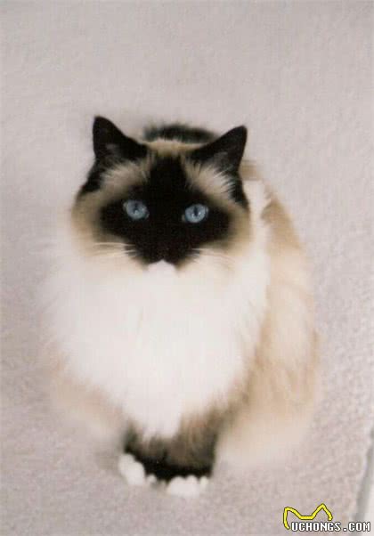 仙女猫本猫之布偶猫起源