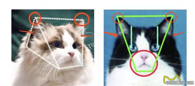 仙女猫本猫之布偶猫起源