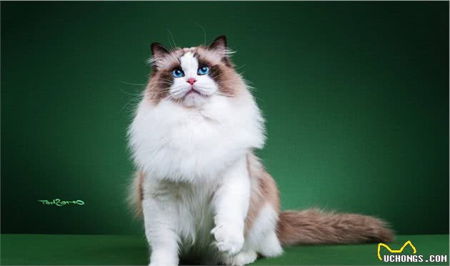 仙女猫本猫之布偶猫起源