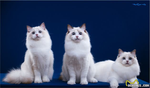 仙女猫本猫之布偶猫起源