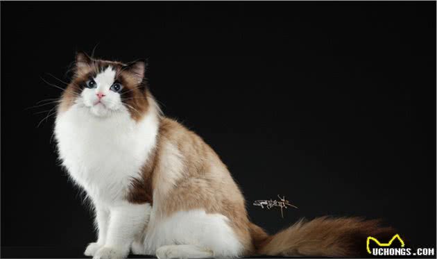 仙女猫本猫之布偶猫起源