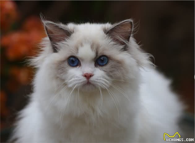 仙女猫本猫之布偶猫起源