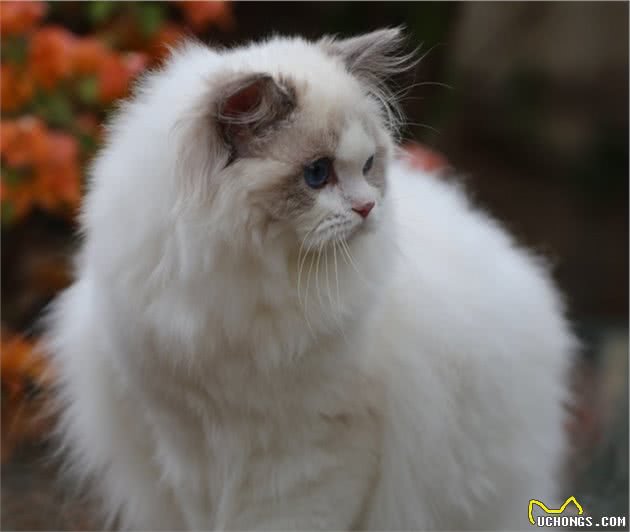 仙女猫本猫之布偶猫起源