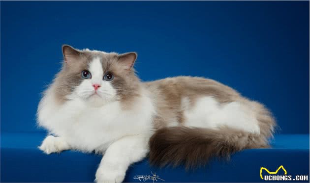 仙女猫本猫之布偶猫起源