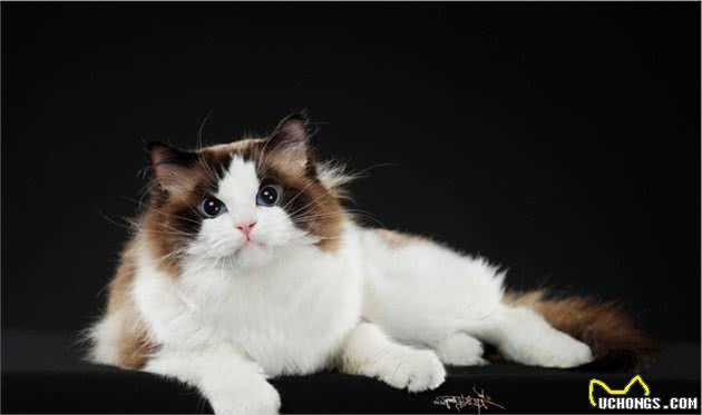 仙女猫本猫之布偶猫起源