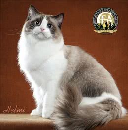 仙女猫本猫之布偶猫起源