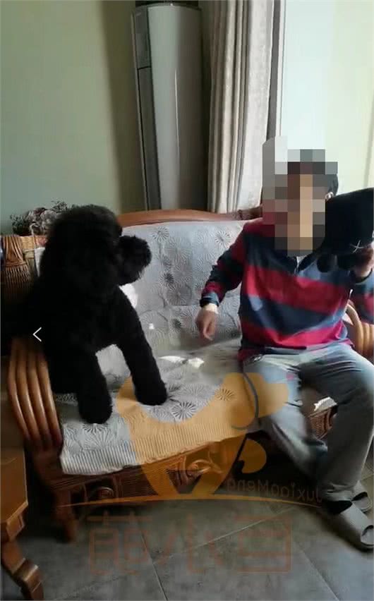 第一次养狗，就养了巨型贵宾犬，两个主人过得提心吊胆
