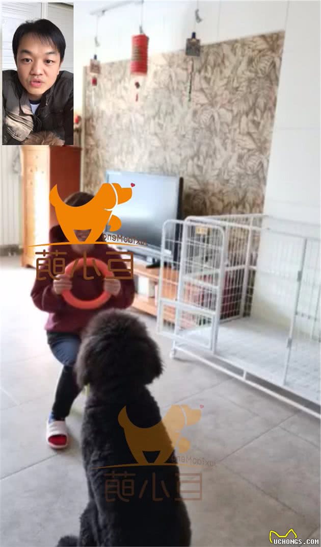 第一次养狗，就养了巨型贵宾犬，两个主人过得提心吊胆
