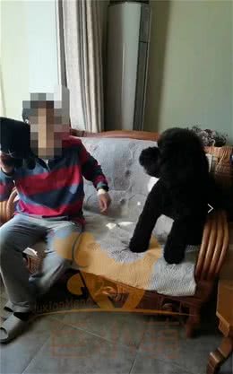 第一次养狗，就养了巨型贵宾犬，两个主人过得提心吊胆