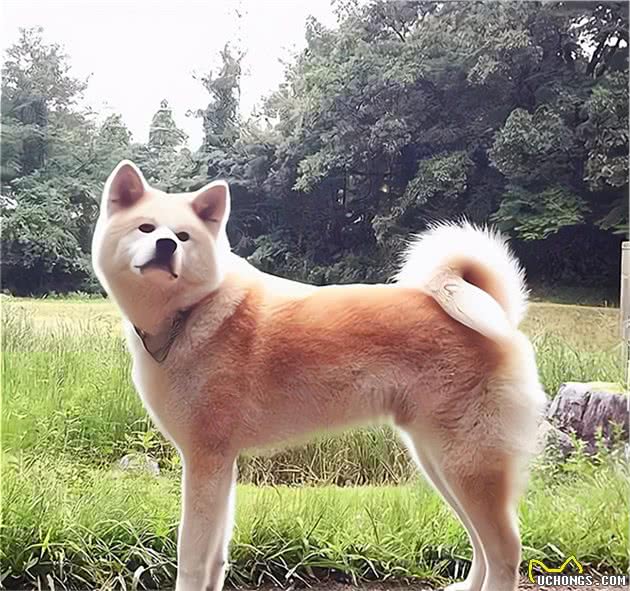 柴犬和秋田犬有什么区别？一个呆萌一个霸气，你更喜欢哪种？