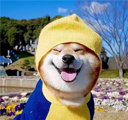 柴犬和秋田犬有什么区别？一个呆萌一个霸气，你更喜欢哪种？