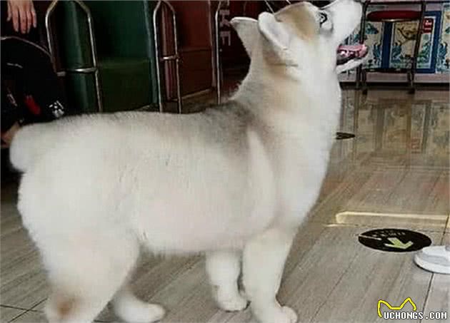 养一只宠物狗一个月需要花多少钱，逗德乐感叹，人不如狗啊
