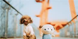 泰迪犬这六个好处，只有养过的人才能够享受