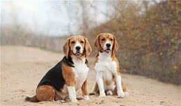 新手汪星不能不知道的生虫及驱虫法，快来围观