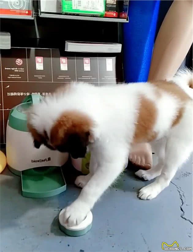 狗爸手把手教狗宝自给自食，狗宝只顾着吃，狗爸：饿死你算了！