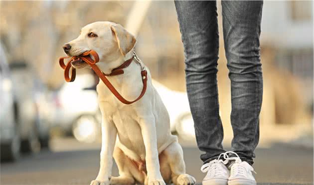 犬猫椎间盘性脊椎炎