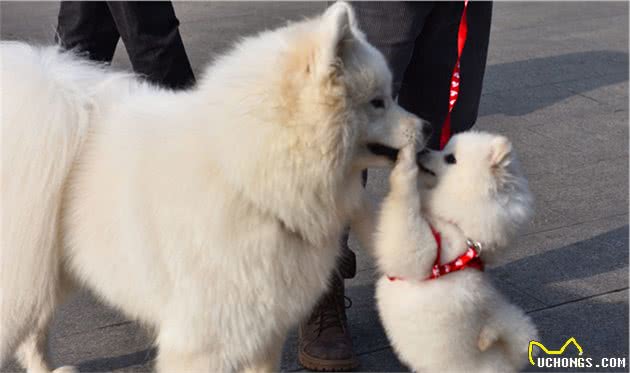 犬猫椎间盘性脊椎炎