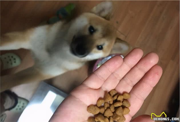 如何挑选一款优质狗粮？新手铲屎官，建议收藏