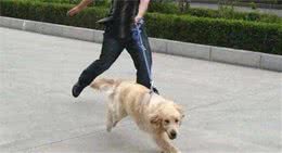 狗狗有这6种不良行为，都是宠主惯出来的，最后只会自讨苦吃