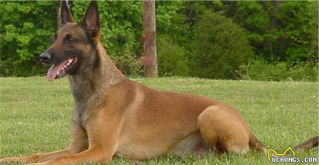 我国常用军警犬你见过吗？