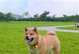 我家狗肯定是虚胖，但帮狗剃完毛后看到一身肥肉，主人：我错了