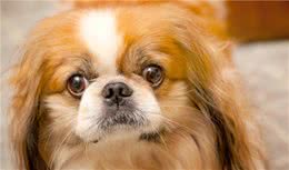 男子与爱犬同吃同睡，眼睛胀痛就医，检查眼睛里取出寄生虫