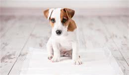 养狗须知：这几种蔬菜，狗狗吃不得