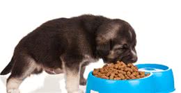 不同天数的小奶狗，如何喂食羊奶粉？