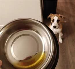 乖狗狗突然乱尿？教你5个步骤找到原因