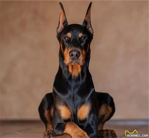 不同类型的男人养不一样的猛犬，你养的哪一种？