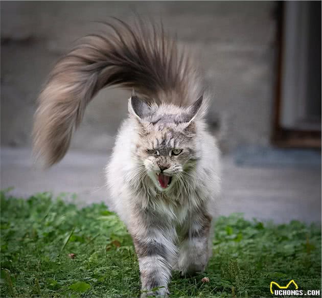 土生土长在北美的缅因猫，为什么放弃野生这条路，进入了人类家庭