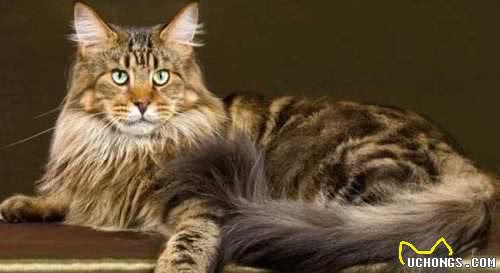 土生土长在北美的缅因猫，为什么放弃野生这条路，进入了人类家庭